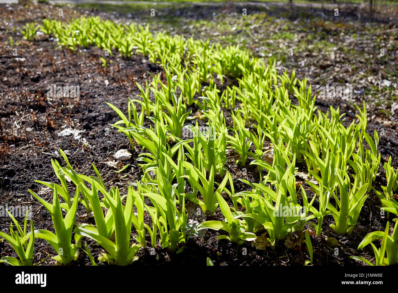 Spring Time Sprout new green sprouts in springtime Stock Photo - Alamy