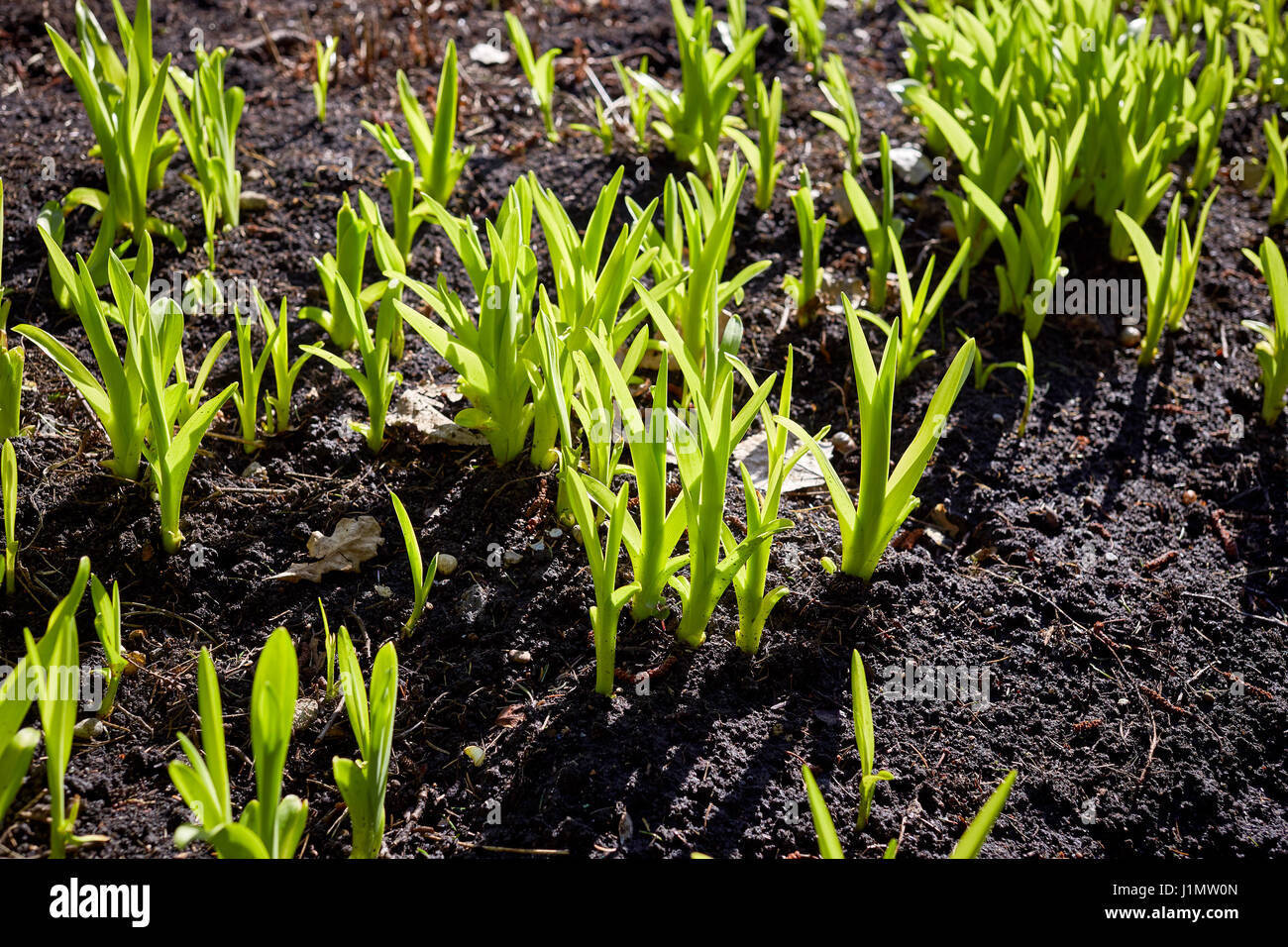 Spring Time Sprout new green sprouts in springtime Stock Photo - Alamy