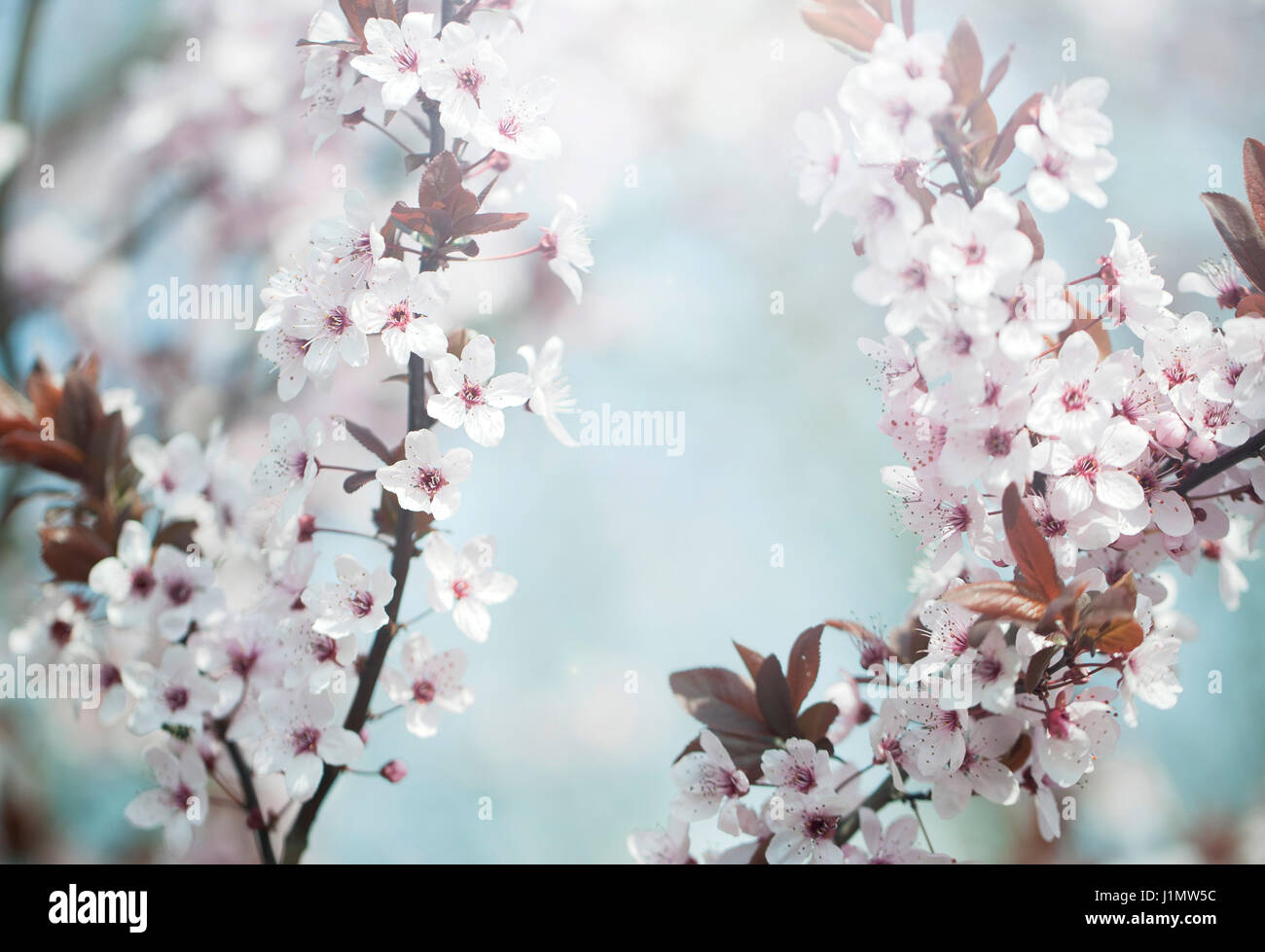 Cherry blossoms at spring in april Stock Photo - Alamy
