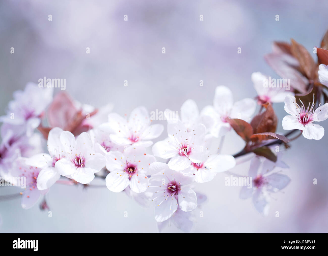 Cherry blossoms at spring in april Stock Photo - Alamy