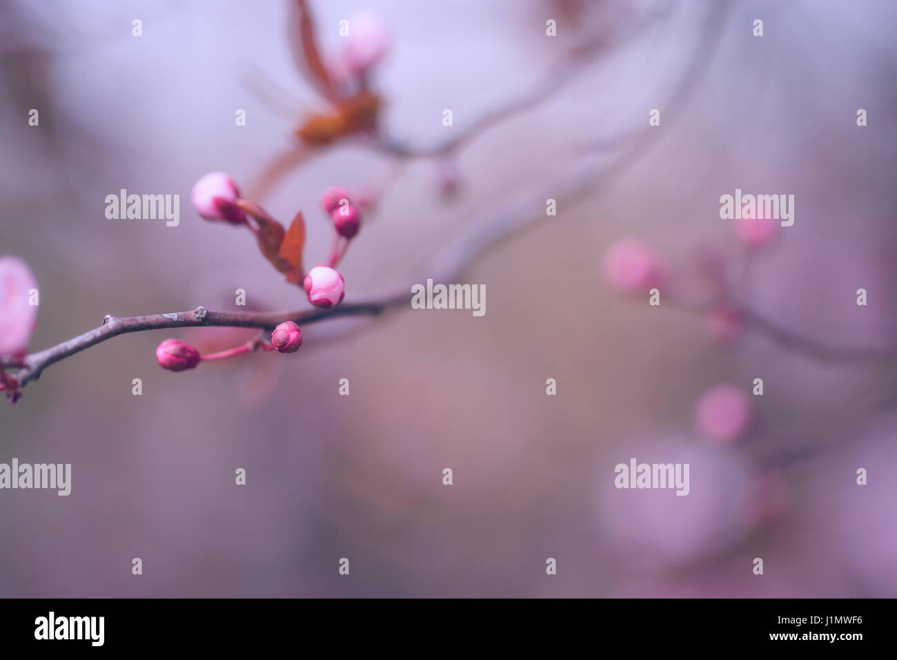 Fukushima japan cherry blossoms hi-res stock photography and images - Alamy