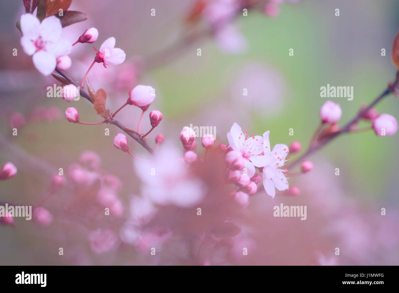 Cherry blossoms at spring in april Stock Photo - Alamy