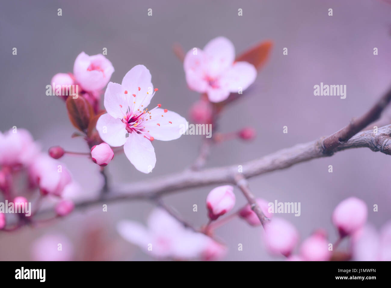 Cherry blossoms at spring in april Stock Photo - Alamy
