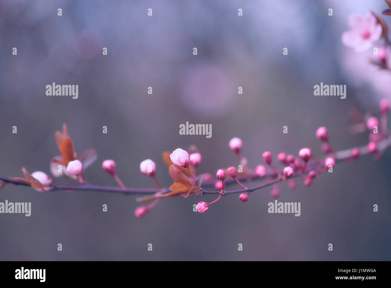 Cherry blossoms at spring in april Stock Photo - Alamy