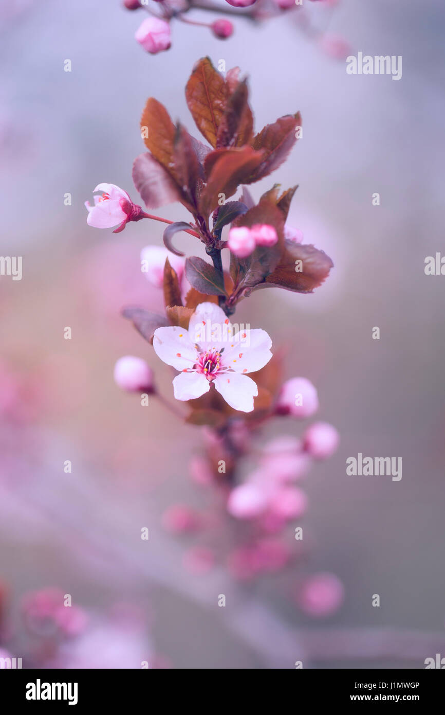 Cherry blossoms at spring in april Stock Photo - Alamy