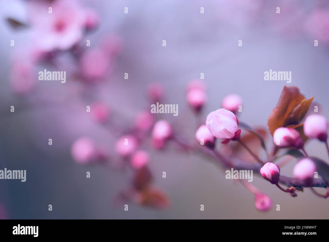 Cherry blossoms at spring in april Stock Photo - Alamy