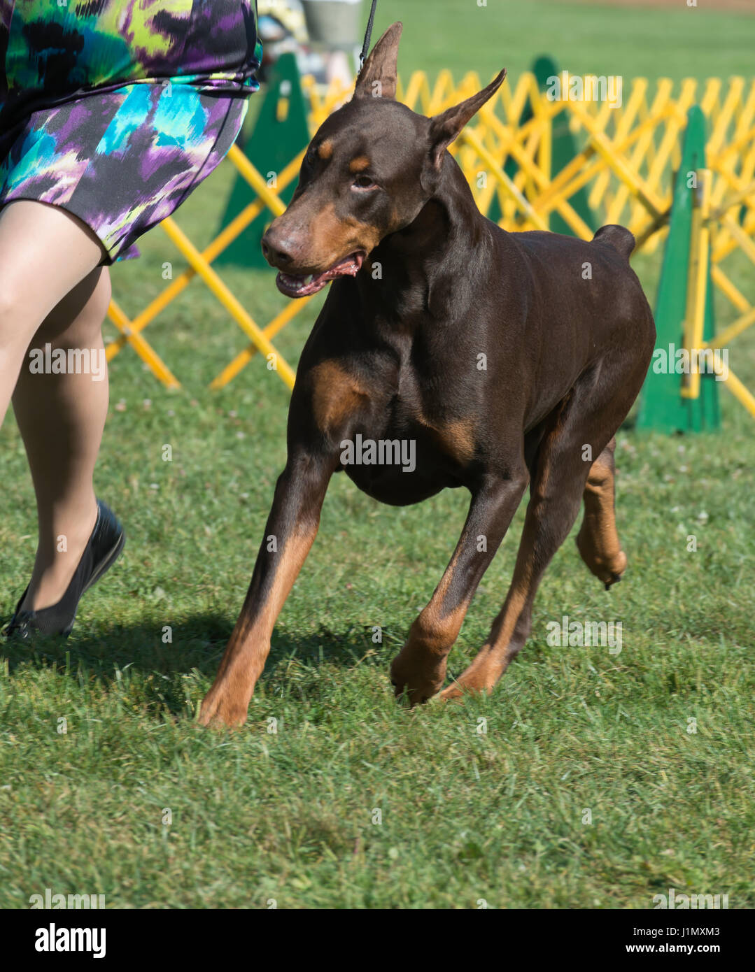 Cleveland Dog Show Stock Photo Alamy