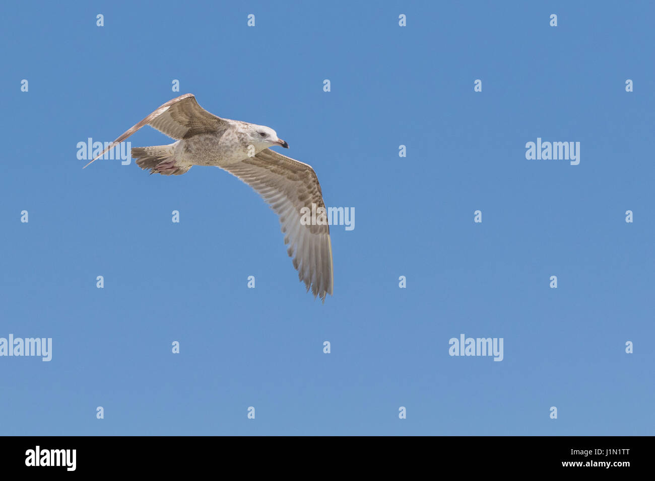 American Herring Gull in flight following the GalvestonBolivar Ferry