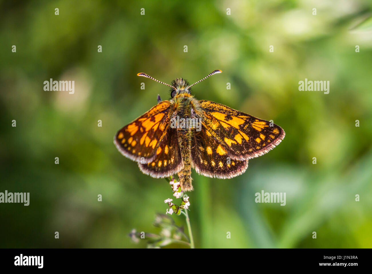 An arctic skipper is sitting on a grass-stock Stock Photo