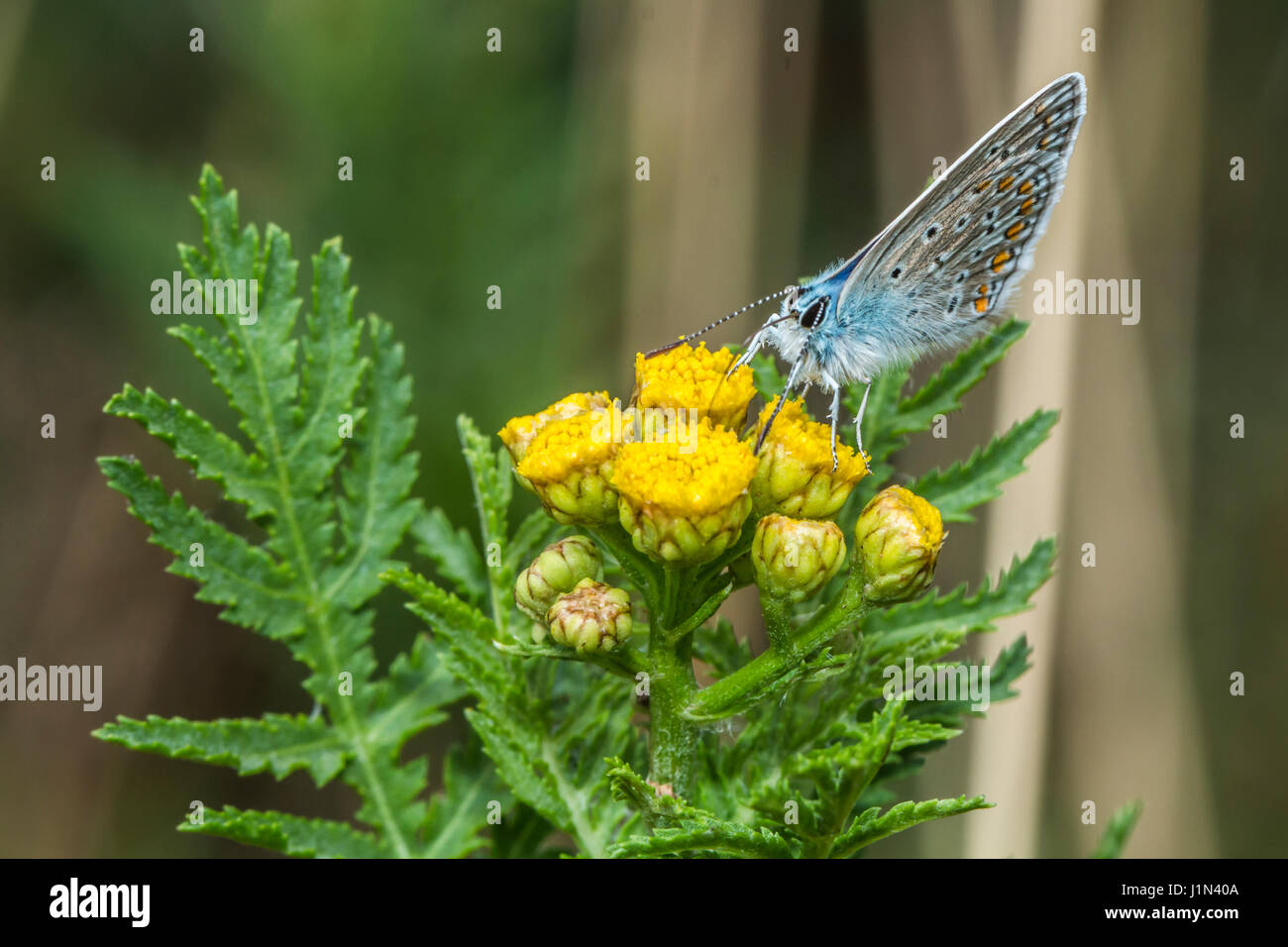 A common blue is sitting on a flower Stock Photo - Alamy