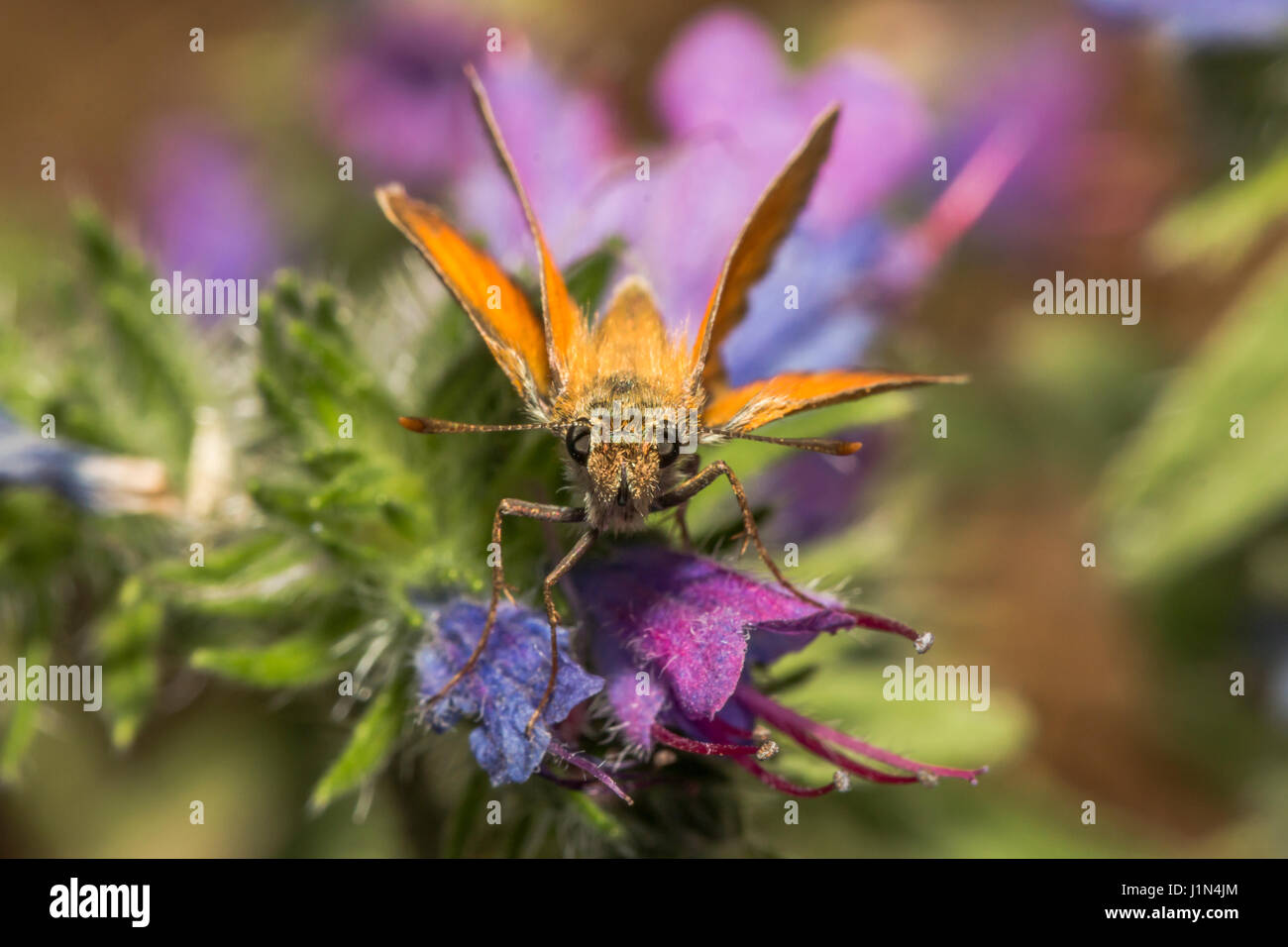 A large skipper is sitting on a flower Stock Photo