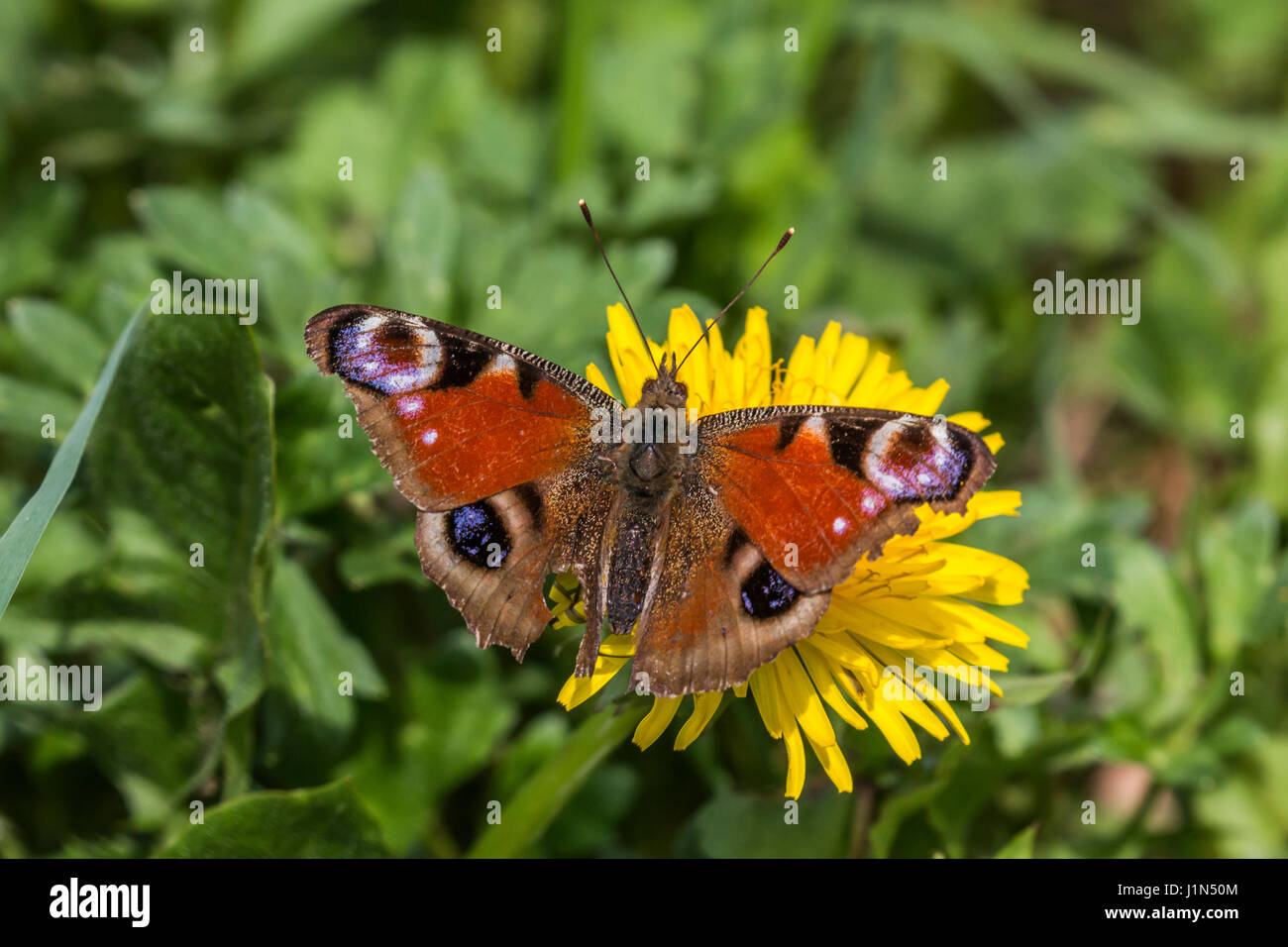 Peacock butterfly at rest on a flower hi-res stock photography and ...