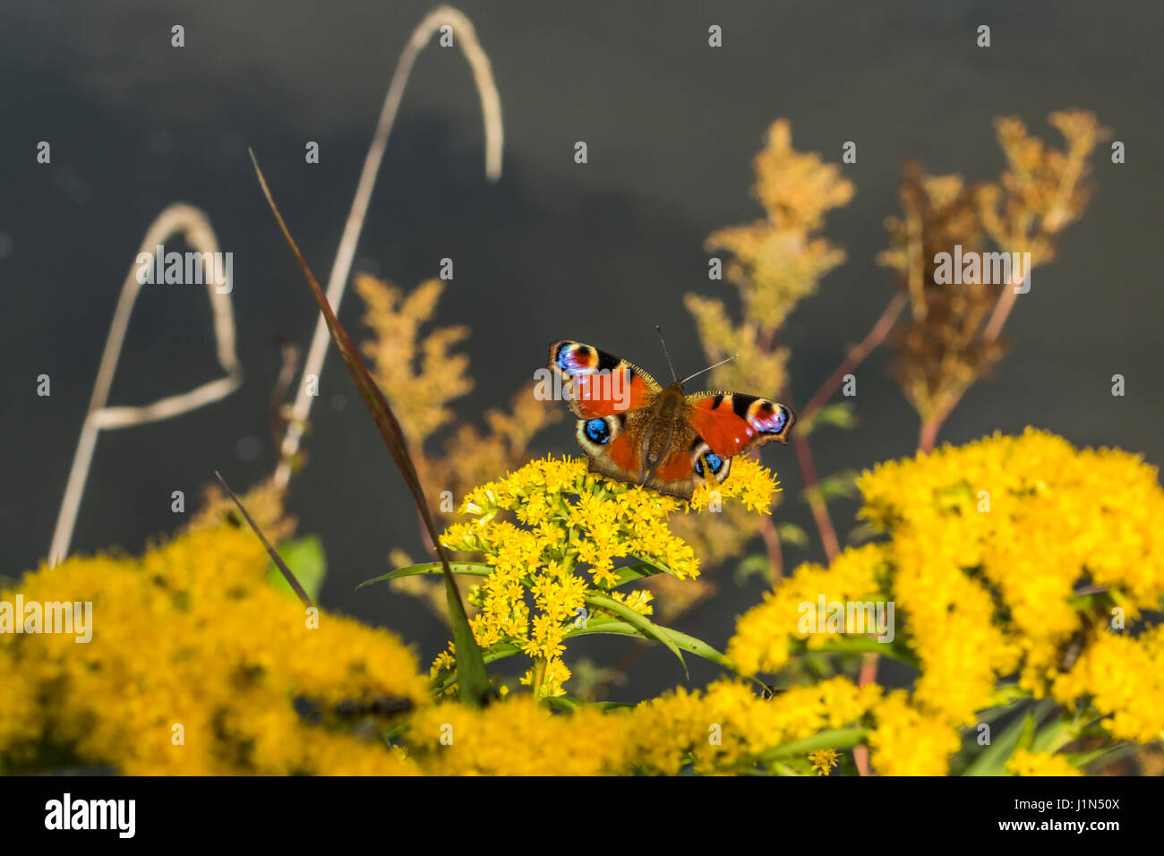 A peacock butterfly is sitting on a yellow blossom Stock Photo - Alamy