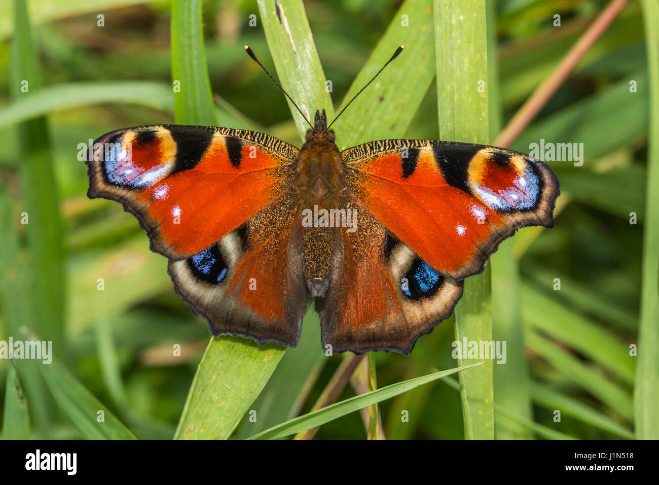 Peacock butterfly at rest on a flower hi-res stock photography and ...