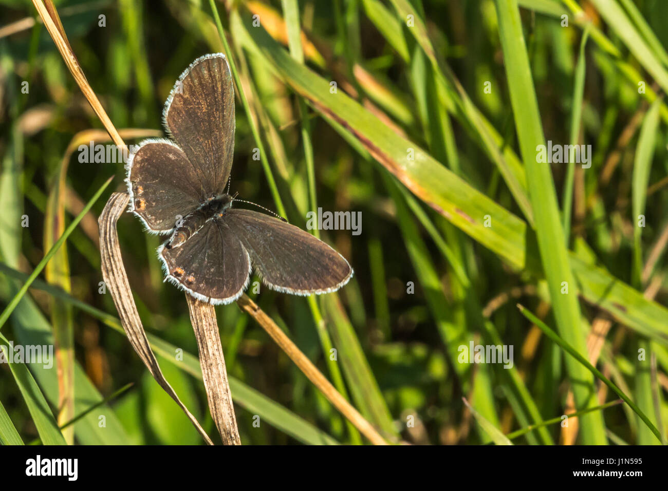 A short-tailed blue is sitting on a grass-stock Stock Photo