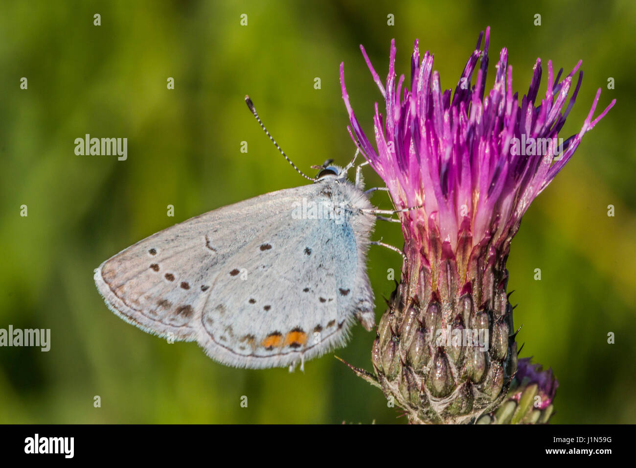 A short-tailed blue is sitting on a grass-stock Stock Photo