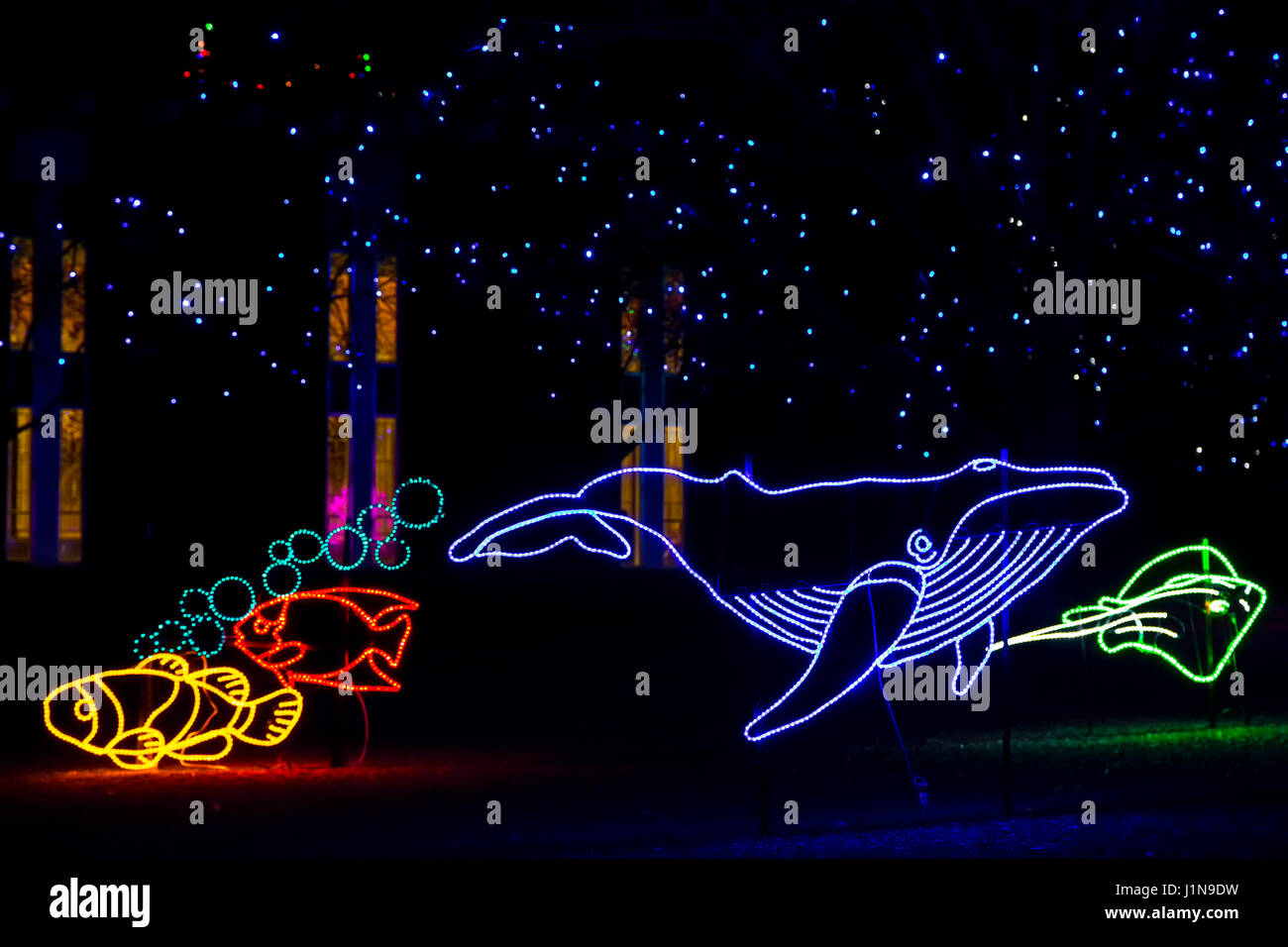 Christmas lights shaped like a whale and fish, Denver Zoo Lights, Denver Zoo, Denver, Colorado USA Stock Photo
