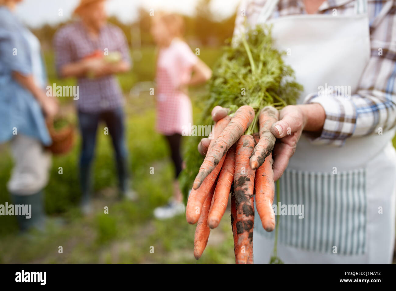 Close up of old hands holding picked carrots Stock Photo