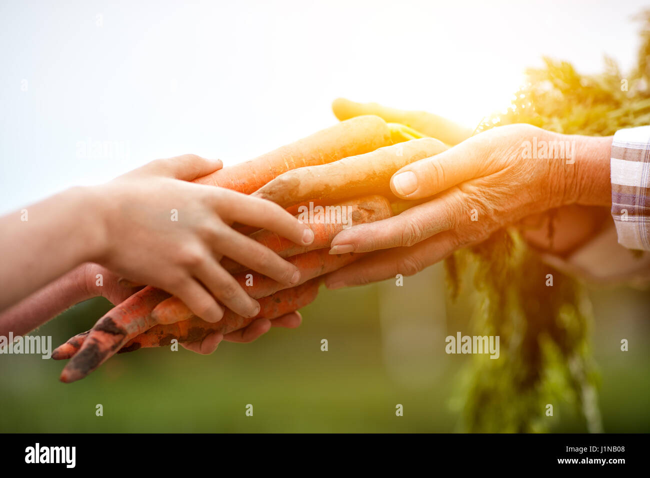 Close up of farmers old and young hands with carrots from garden Stock Photo
