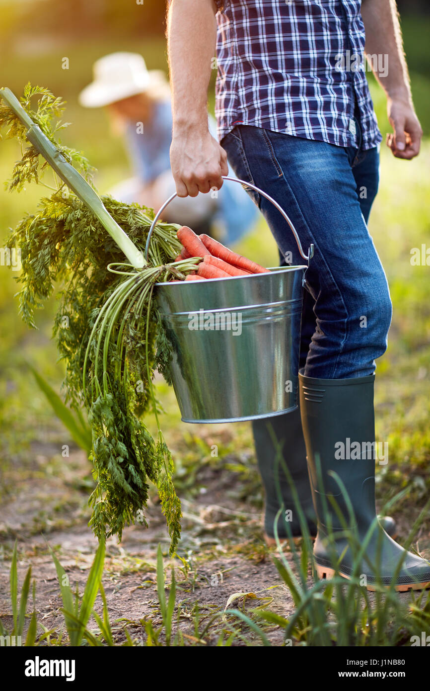 Growing carrots bucket hires stock photography and images Alamy