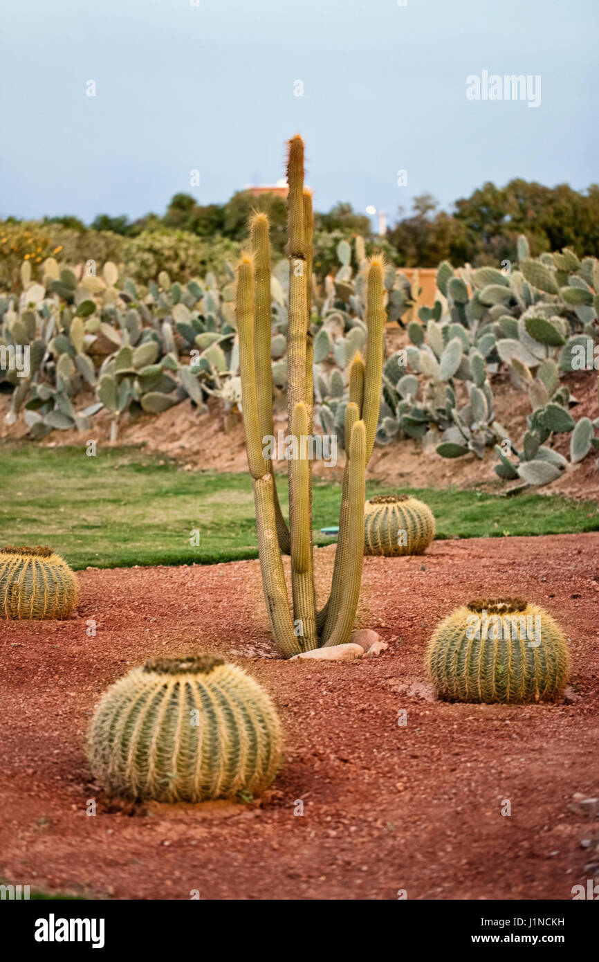 Cactus in desert, more kinds of desert cactus plant on dry earth Stock ...