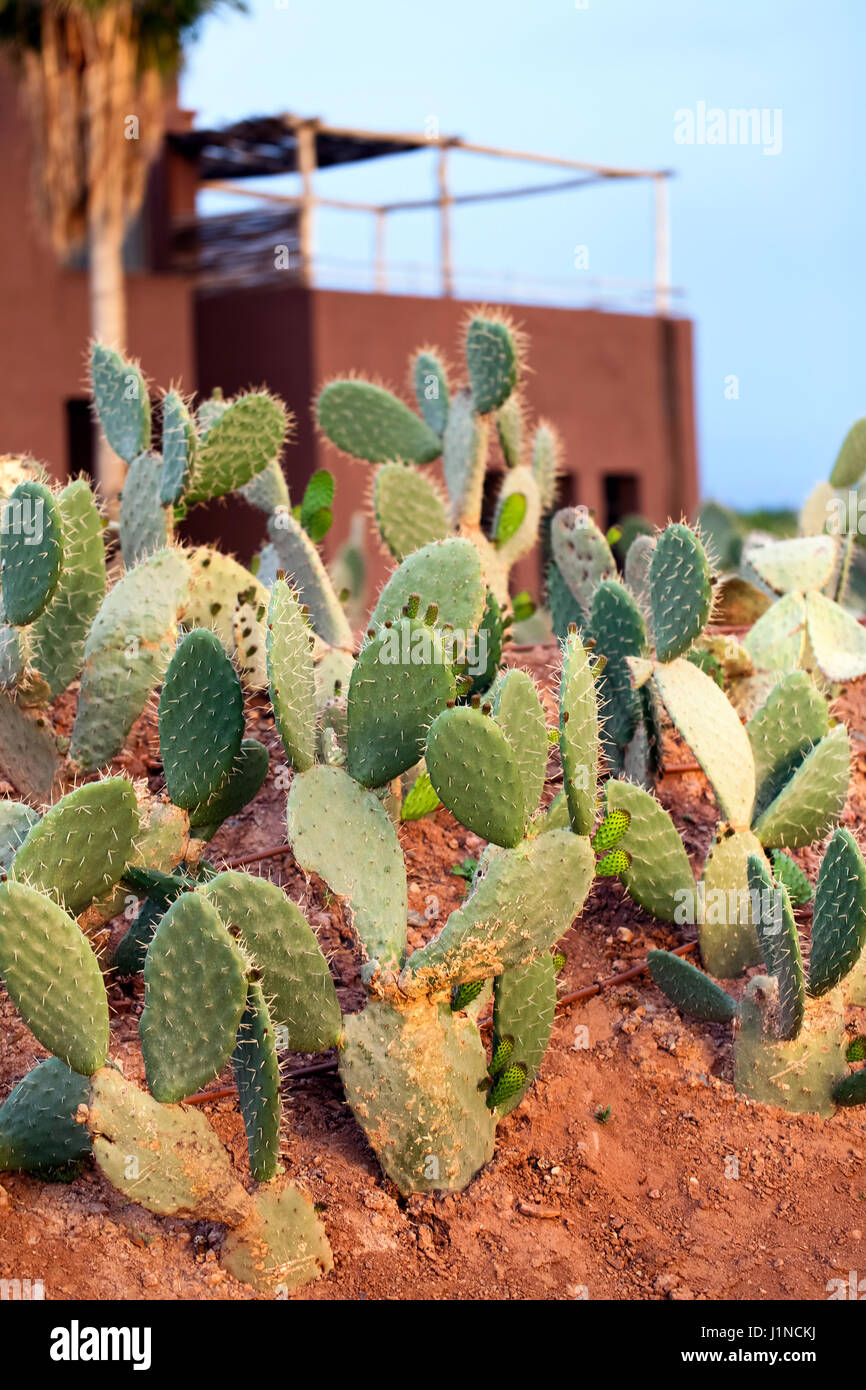 Green prickly pear cactus growing in desert in Morocco Stock Photo - Alamy