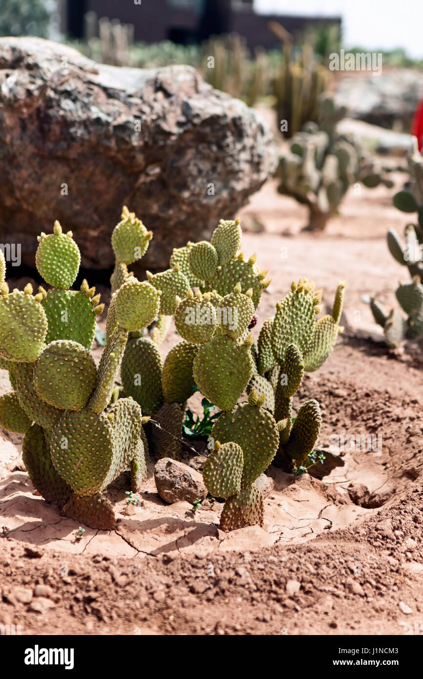 Detail of cactus growing in the desert Stock Photo Alamy