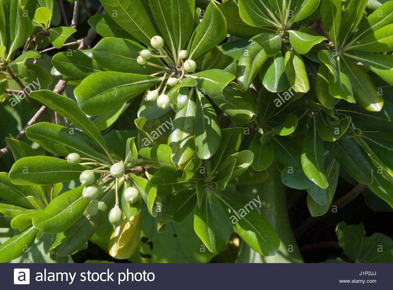 Pittosporum Plant Stock Photos Pittosporum Plant Stock Images