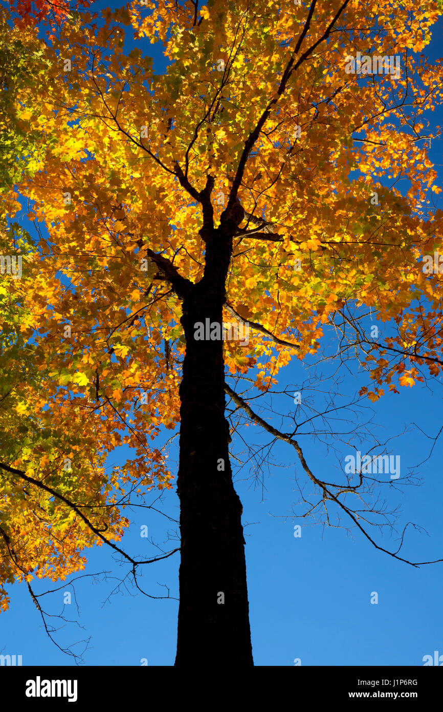 Sugar maple tree wisconsin hires stock photography and images Alamy