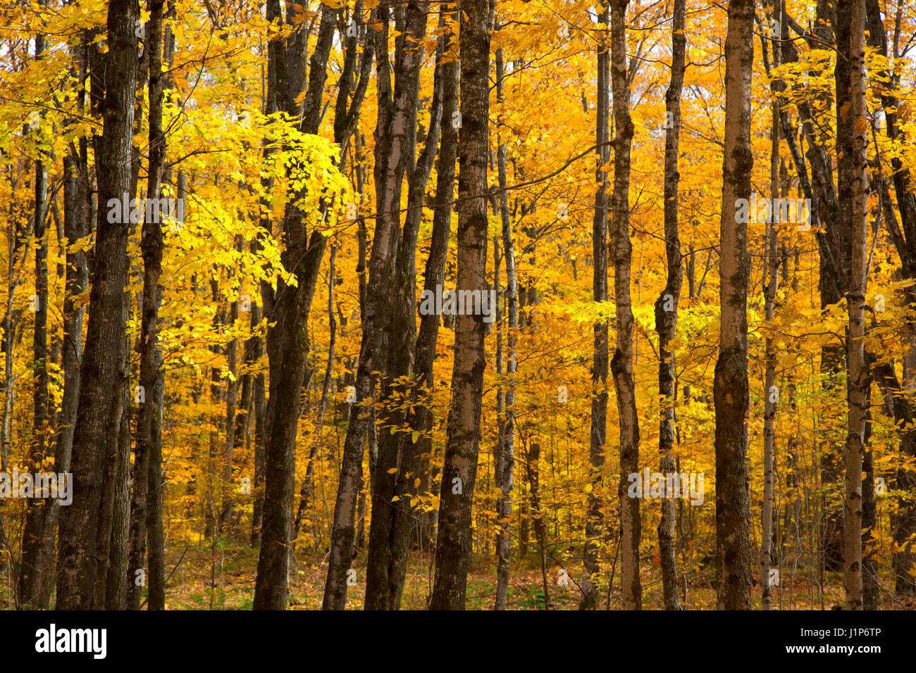 Hardwood forest in autumn, Chequamegon-Nicolet National Forest, Wisconsin Stock Photo