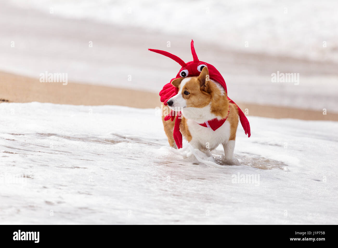 Corgi Beach Day. Welsh Corgi in costume playing on the beach. Stock Photo