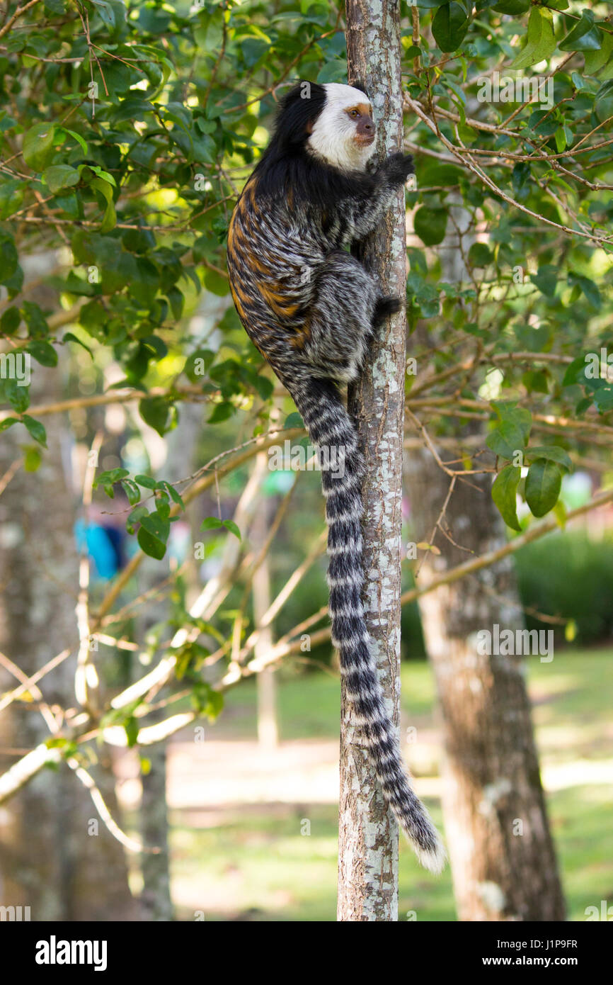 Macaco Sagui - Jaraguá do Sul 