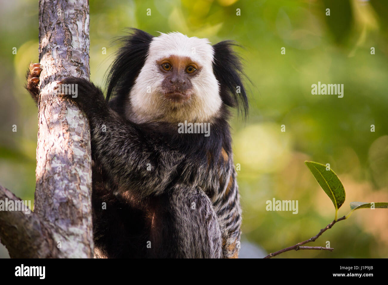 Callithrix Soinho Soin Sagui Monkey Macaco Stock Photo 1441915355