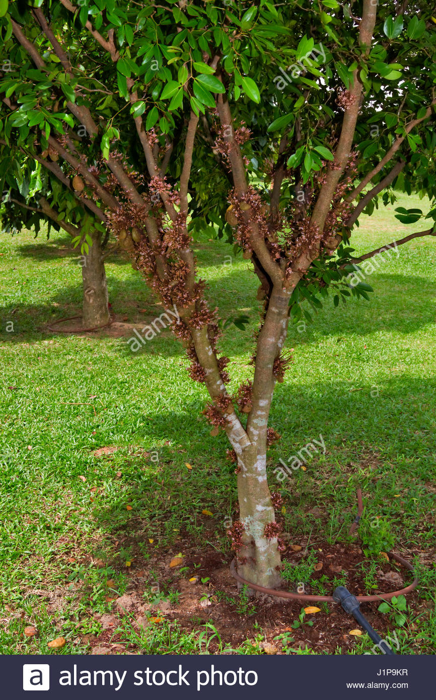 CYNOMETRA CAULIFLORA EPUB DOWNLOAD CYNOMETRA CAULIFLORA EPUB DOWNLOAD