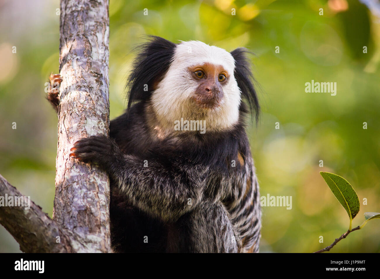 Callithrix Soinho Soin Sagui Monkey Macaco Stock Photo 1441915355