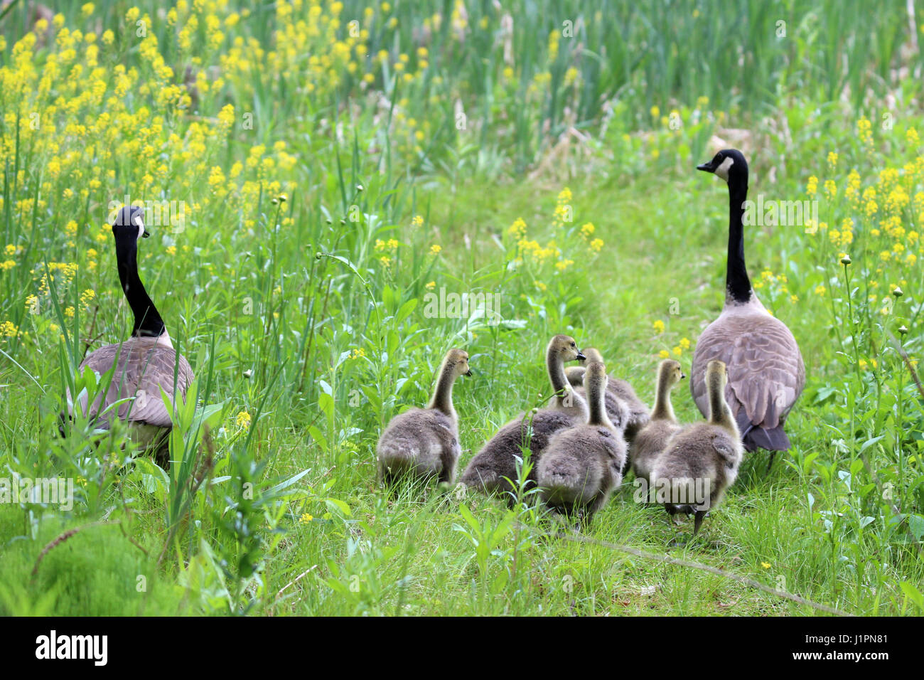 A family of Canada geese out for as stroll in the meadow Stock Photo