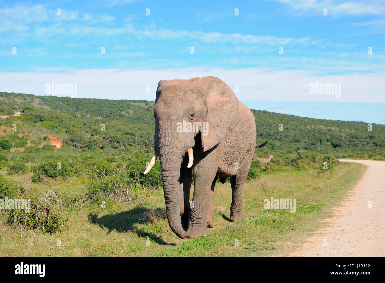 African bush elephant (Loxodonta africana), bull walking on grass along a dirt road, Addo Elephant National Park, Eastern Cape, South Africa, Africa Stock Photo