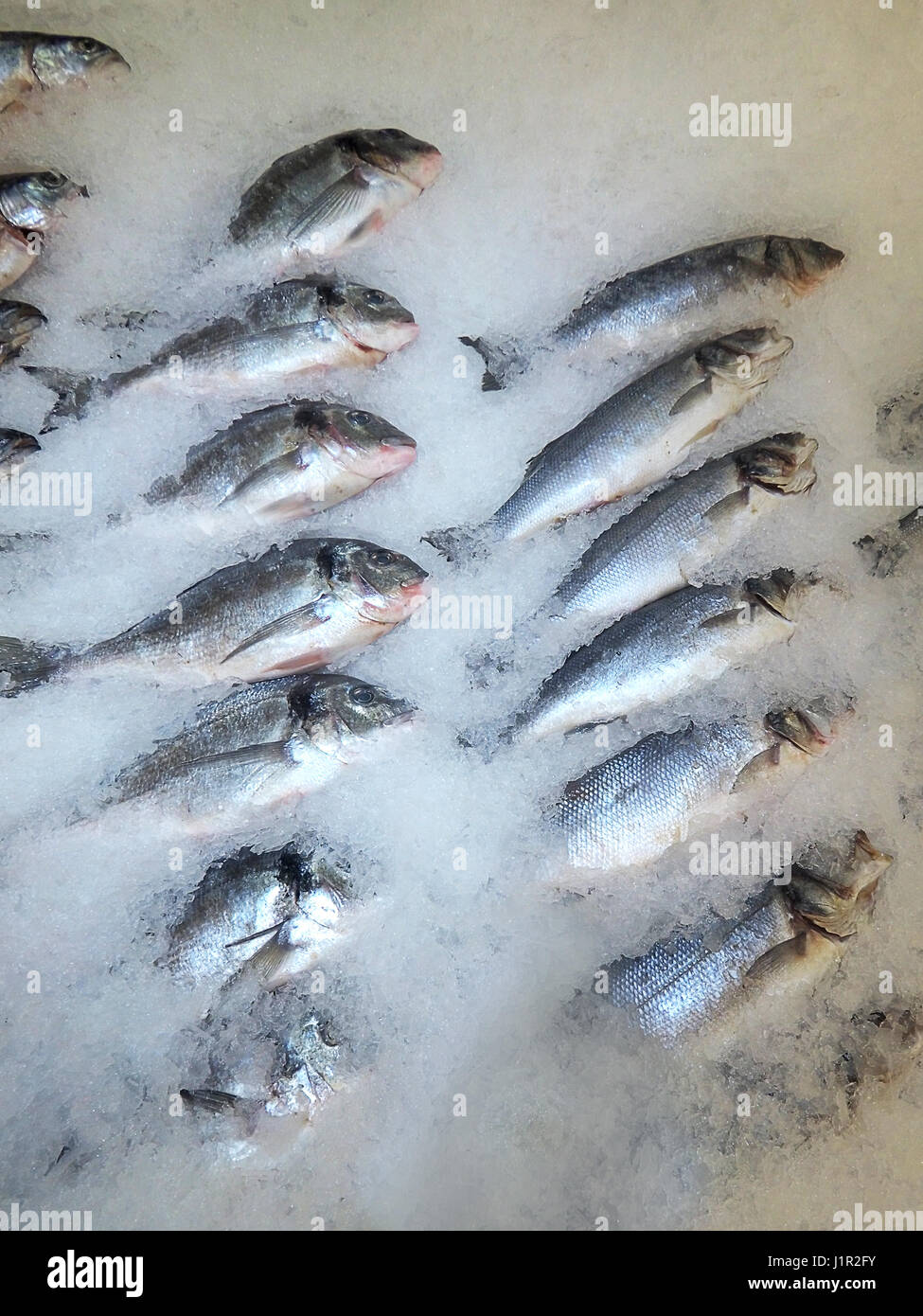 Fresh sea fish gutted lies in ice Stock Photo