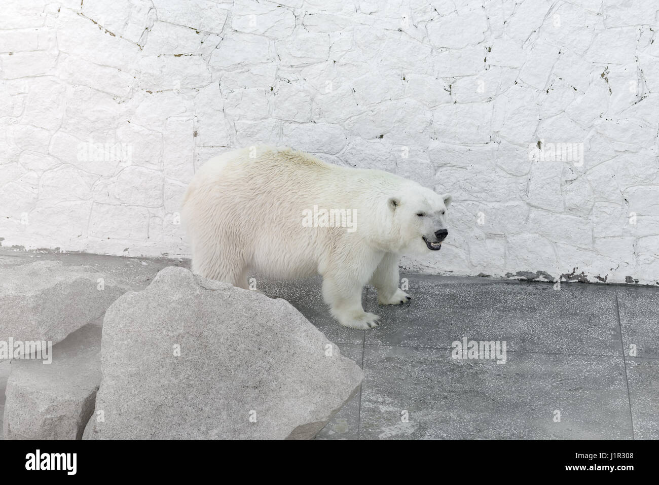 big polar bear goes along the white wall Stock Photo