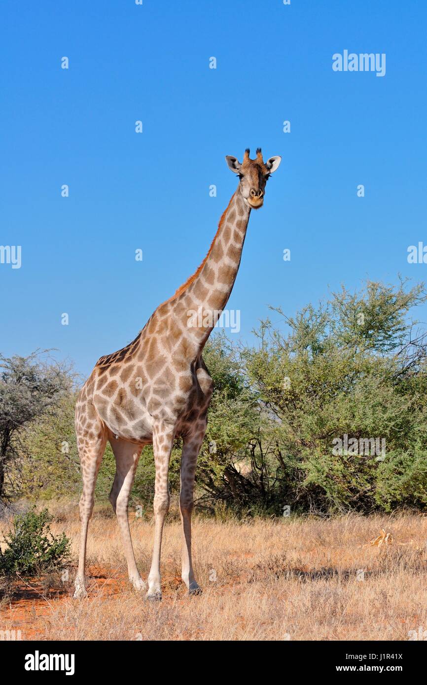Namibian giraffe (Giraffa giraffa angolensis), adult female facing camera, Etosha National Park, Namibia, Africa Stock Photo