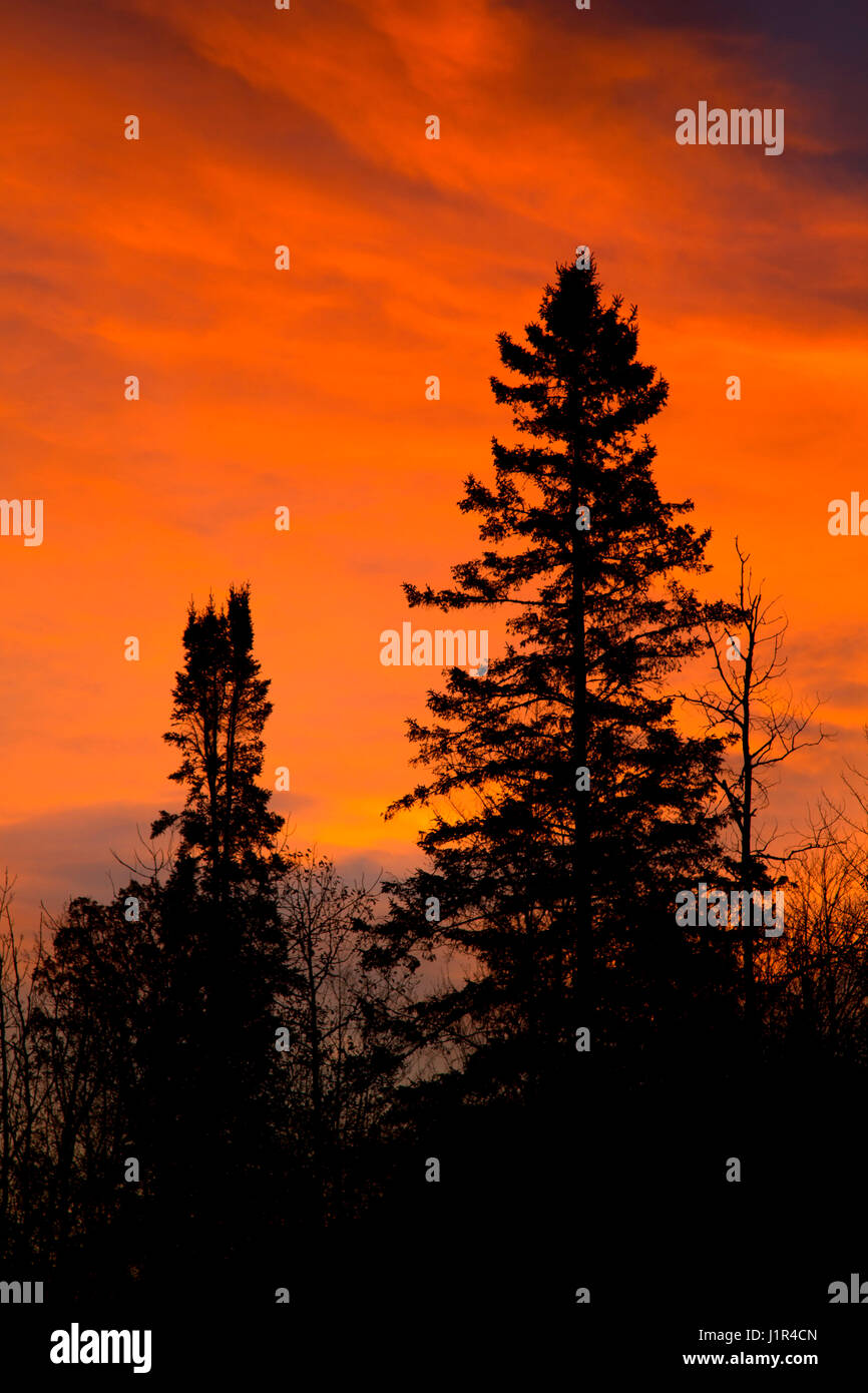 Forest sunrise, Sawyer County, Wisconsin Stock Photo