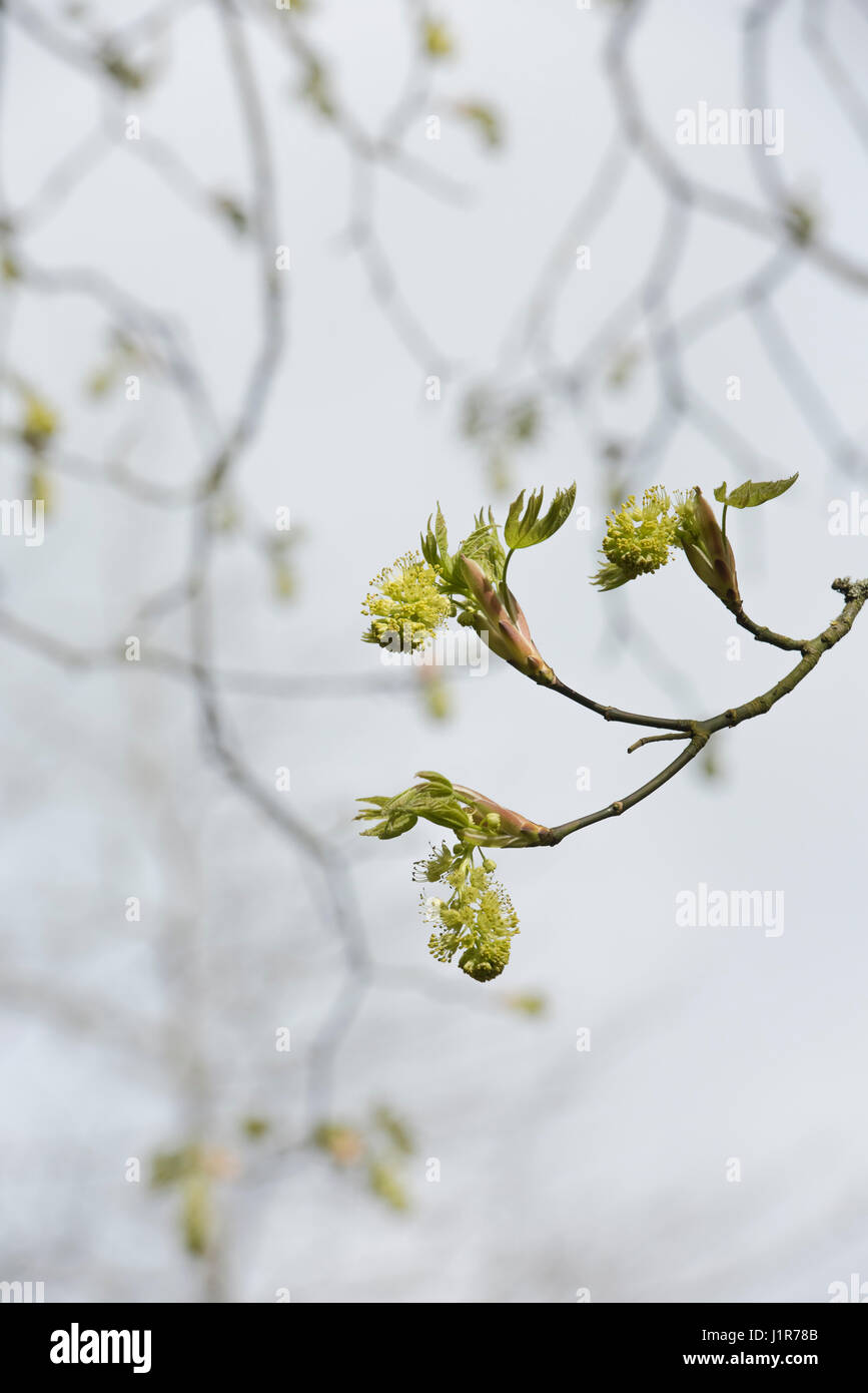 Acer Macrophyllum. Oregon Maple / Bigleaf Maple tree flowers and leaves emerging in early april. UK Stock Photo