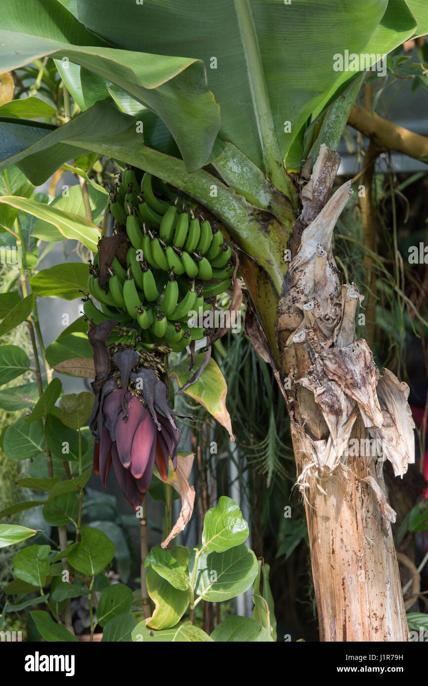 Musa. Banana tree with flower and fruit in Oxford Botanical Gardens hothouse. Oxford, Oxfordshire, England Stock Photo