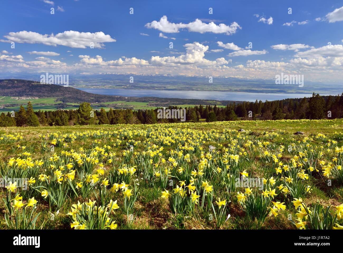 View from Swiss Jura, meadow with yellow daffodils over Lake Neuchâtel and Swiss Mittelland, at the back Swiss Alps Stock Photo
