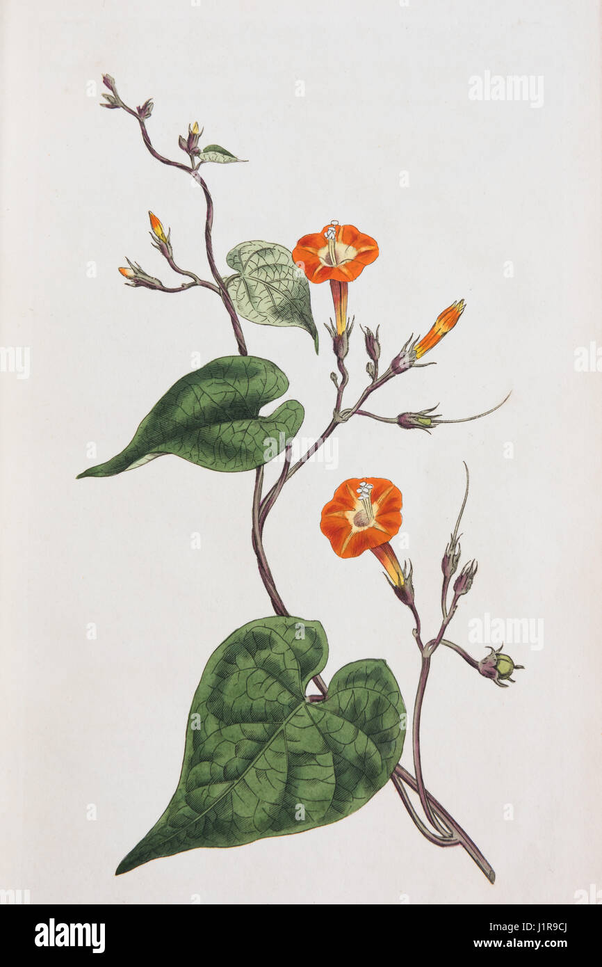Red-mornin glory (Ipomoea coccinea), hand-colored copper engraving from Sansom from William Curtis Botanical Magazine, London Stock Photo