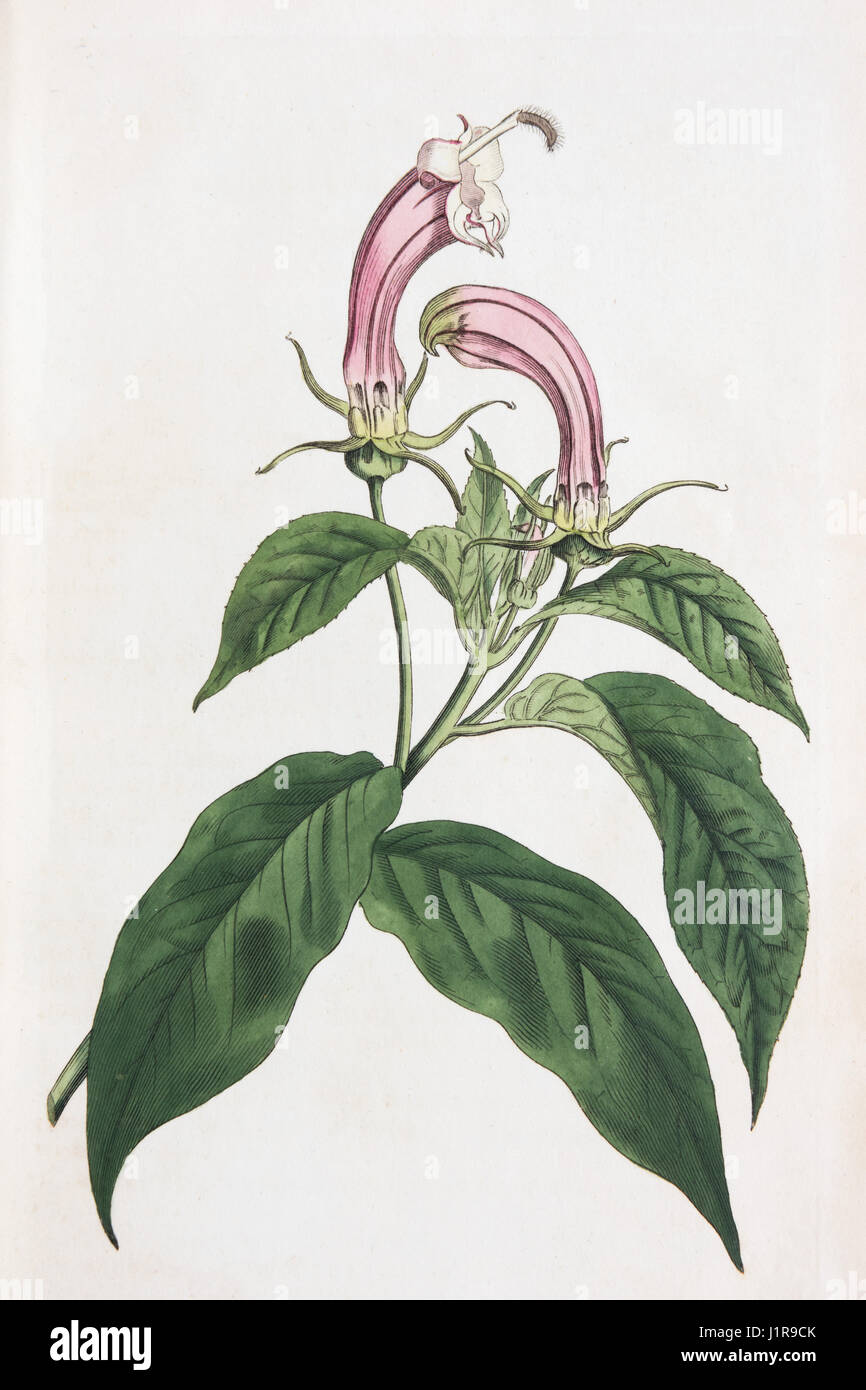 Centropogon cornutus, hand-colored copper engraving by Sansom from William Curtis Botanical Magazine, London, 1793 Stock Photo