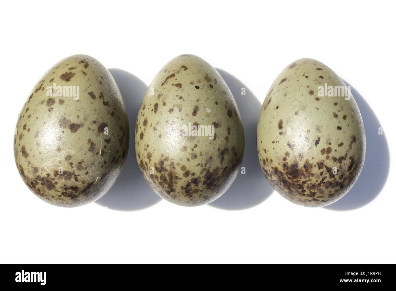 Larus ridibundus. The eggs of the Black-headed in front of white background, isolated. Stock Photo