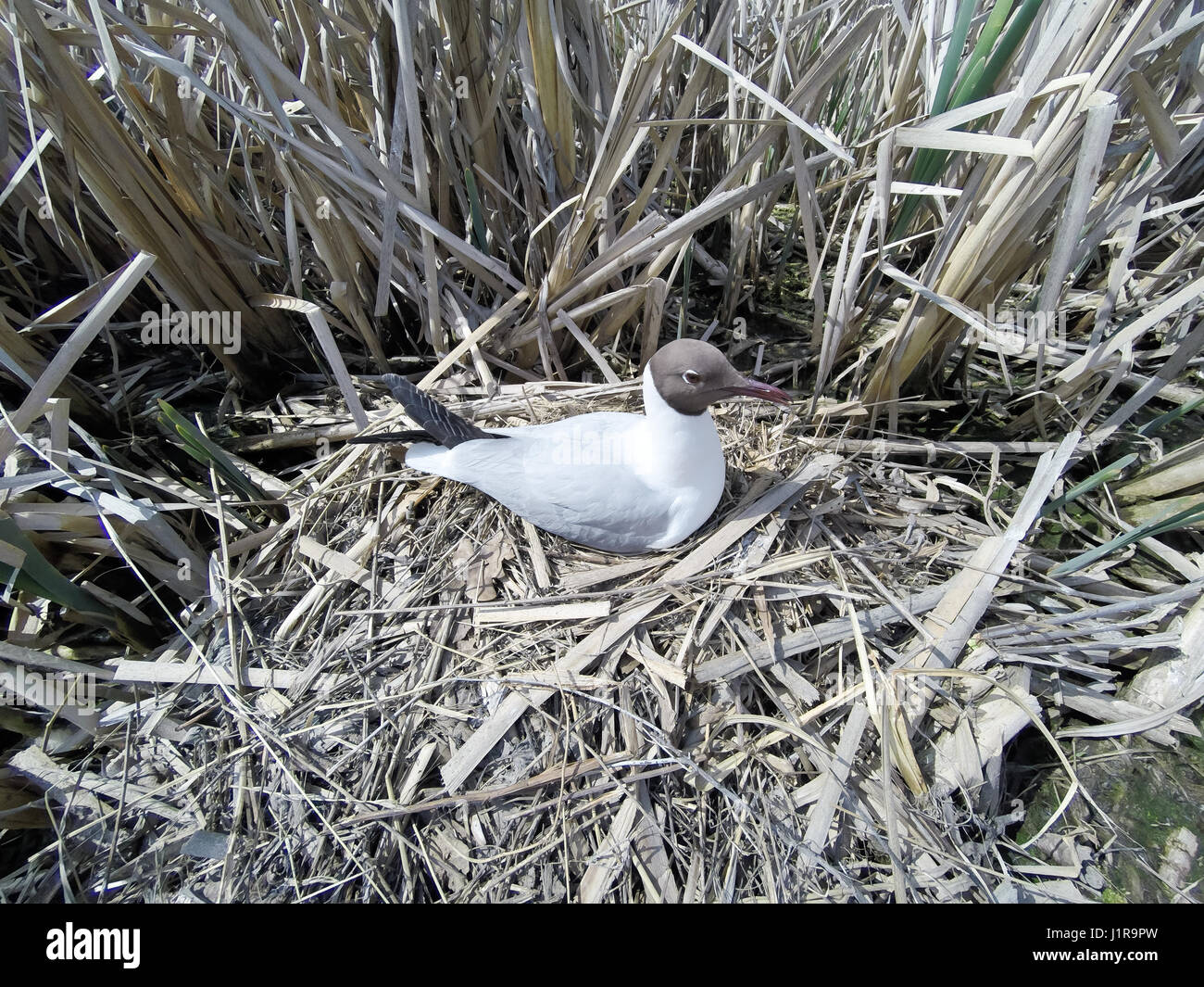 Клуша чайка гнездо. Чайка моевка гнездо. Гнезда чаек. Гнездо чайки в городе. Где гнездятся чайки в городе.