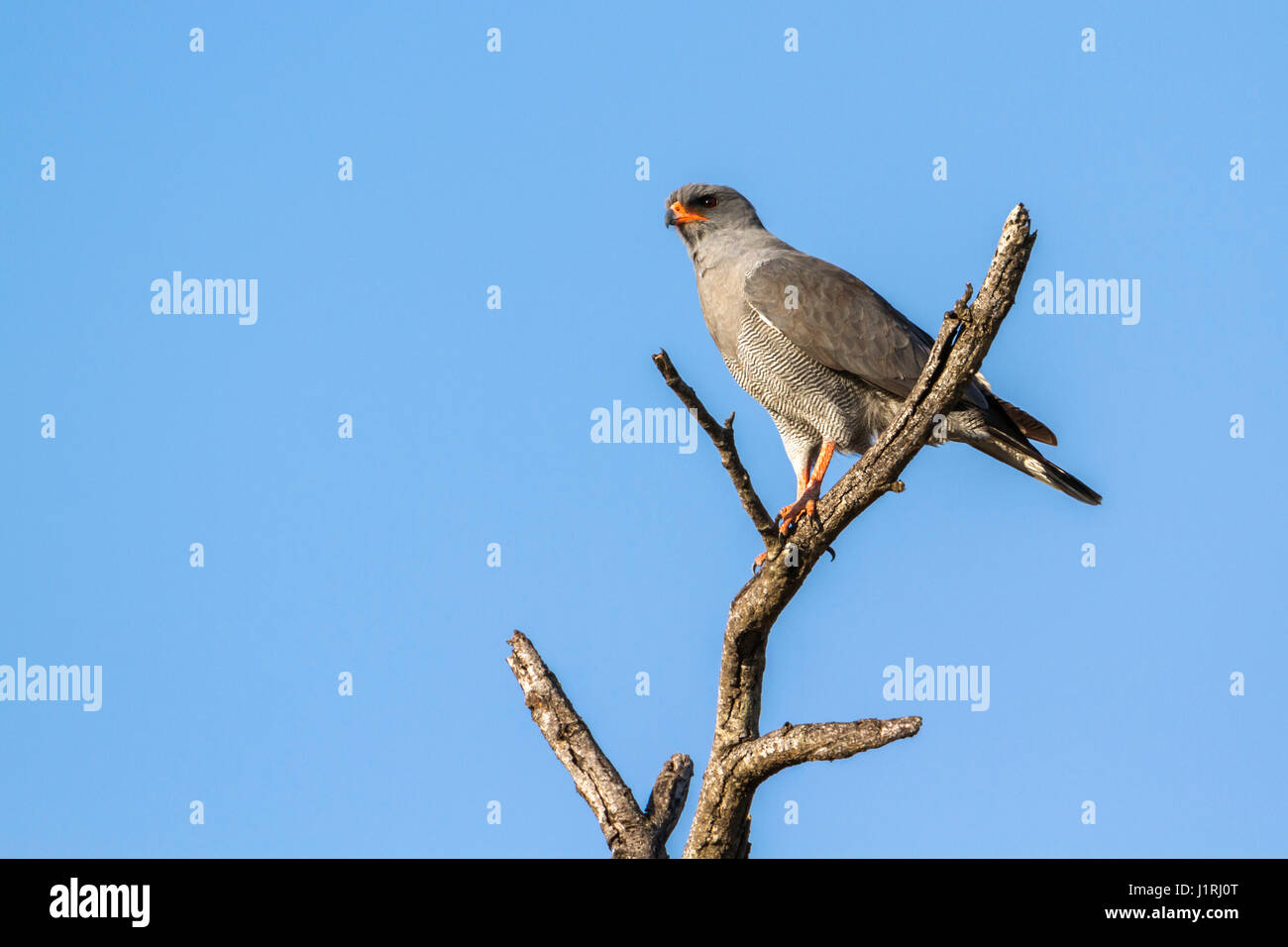 Dark chanting-goshawk in Kruger national park, South Africa ; Specie Melierax metabates family of Accipitridae Stock Photo