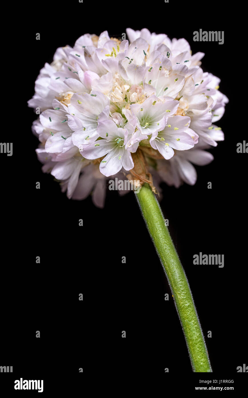 Close up of Armeria Maritima flower Stock Photo